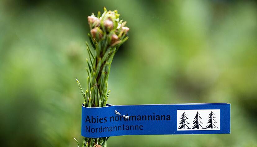 Nadelt nicht und hält lange - Nordmanntannen sind bei vielen Leuten beliebt. Nadelt nicht und hält lange - Nordmanntannen sind bei vielen Leuten beliebt.