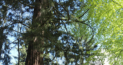 Beliebtes Ausflugsziel: Die 150 Jahre alten Wüstenroter Baumriesen (Mammutbäume) beim Wellingtonienplatz standen auch bei einem Naturerlebniscamp im Mittelpunkt .
Foto: Archiv/Döttling Beliebtes Ausflugsziel: Die 150 Jahre alten Wüstenroter Baumriesen (Mammutbäume) beim Wellingtonienplatz standen auch bei einem Naturerlebniscamp im Mittelpunkt .
Foto: Archiv/Döttling