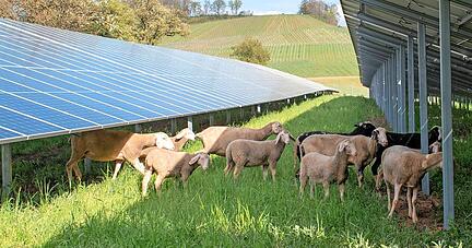Die Bürgerwindpark Hohenlohe GmbH betreibt in Obersulm-Wieslensdorf auch Freiflächen-PV-Anlagen. 

Foto: Rebecca Wirth
