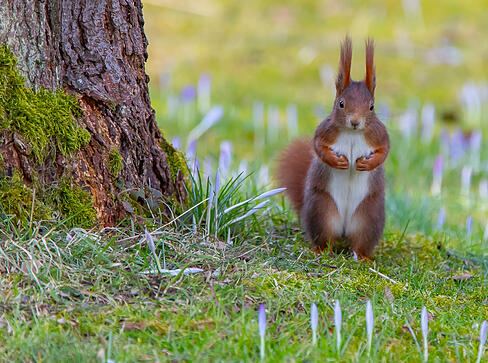 Am 21. Januar ist der internationale Tag des Eichh&ouml;rnchens.