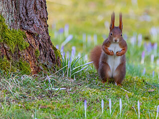 Am 21. Januar ist der internationale Tag des Eichh&ouml;rnchens.