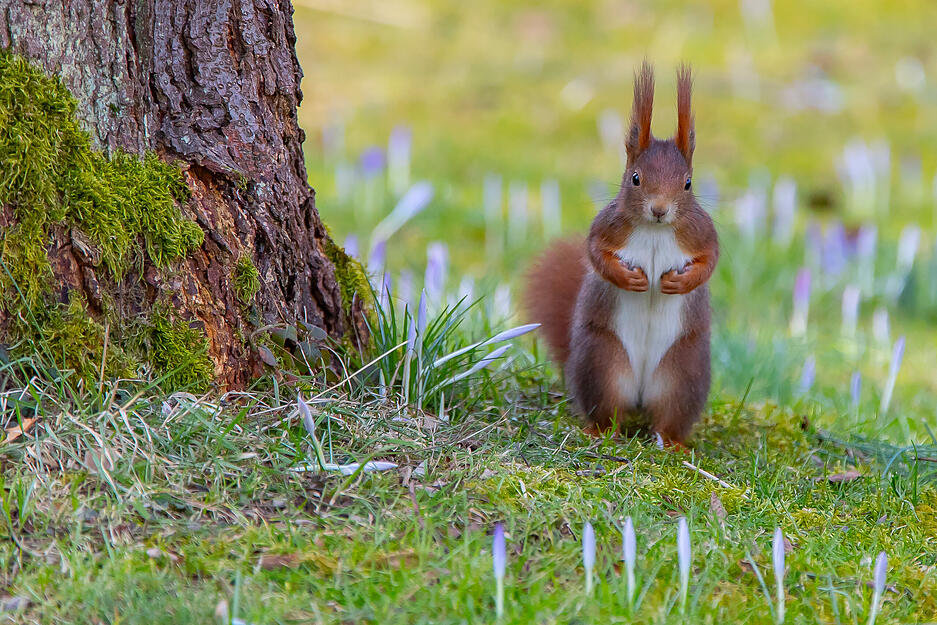Am 21. Januar ist der internationale Tag des Eichh&ouml;rnchens.