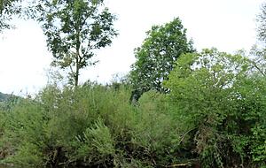 Buhnen verengen die Flussbreite. Dadurch kommt die Jagst in Schwung.