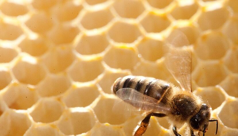 Für welche Honigsorte gesammelt wird, ist abhängig von der Jahreszeit und dem Standplatz der Bienenstöcke.