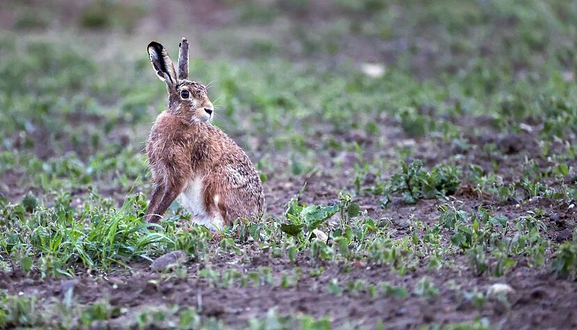 Betroffen sind vor allem wildlebende Kleintiere wie Hasen, Kaninchen und Mäuse. (Archivbild) Betroffen sind vor allem wildlebende Kleintiere wie Hasen, Kaninchen und Mäuse. (Archivbild)