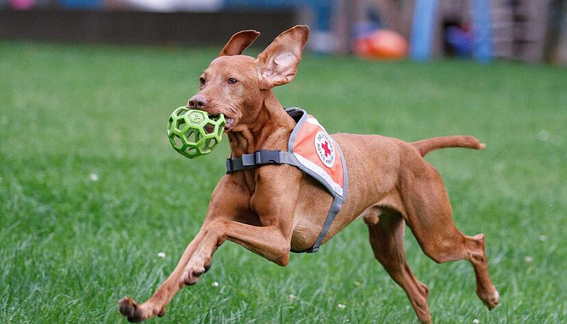 Ein Senior wurde in letzter Minute vom Suchhund Pino gefunden. (Foto-Handout)