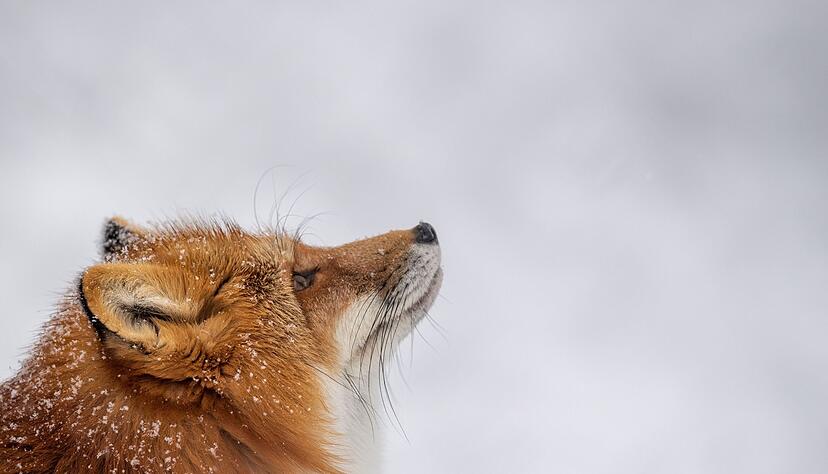 Was macht der Fuchs im Winter? Er hält keinen Winterschlaf, sondern geht auf Mäusejagd.