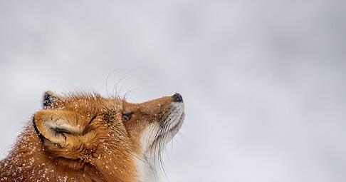 Was macht der Fuchs im Winter? Er hält keinen Winterschlaf, sondern geht auf Mäusejagd.