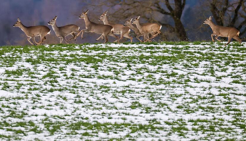 Insbesondere Rehe - wie diese hier in Oberschwaben - werden in Baden-Württemberg oft geschossen. (Symbolbild) Insbesondere Rehe - wie diese hier in Oberschwaben - werden in Baden-Württemberg oft geschossen. (Symbolbild)