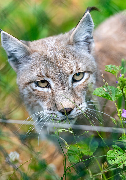 Stimme-Kindereporter zu Besuch im Wildparadies Tripsdrill