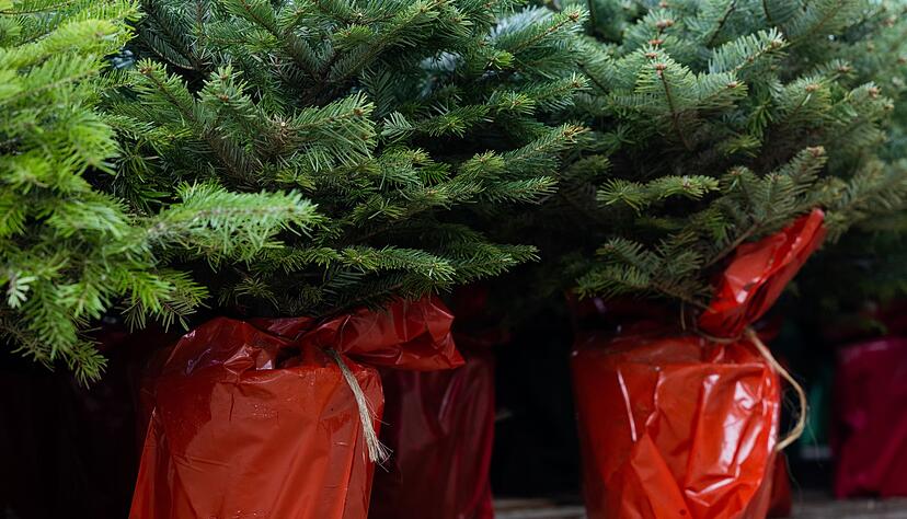 Später im Garten einpflanzen - oft nur möglich, wenn der Weihnachtsbaum bereits im Topf groß gewachsen ist. Später im Garten einpflanzen - oft nur möglich, wenn der Weihnachtsbaum bereits im Topf groß gewachsen ist.