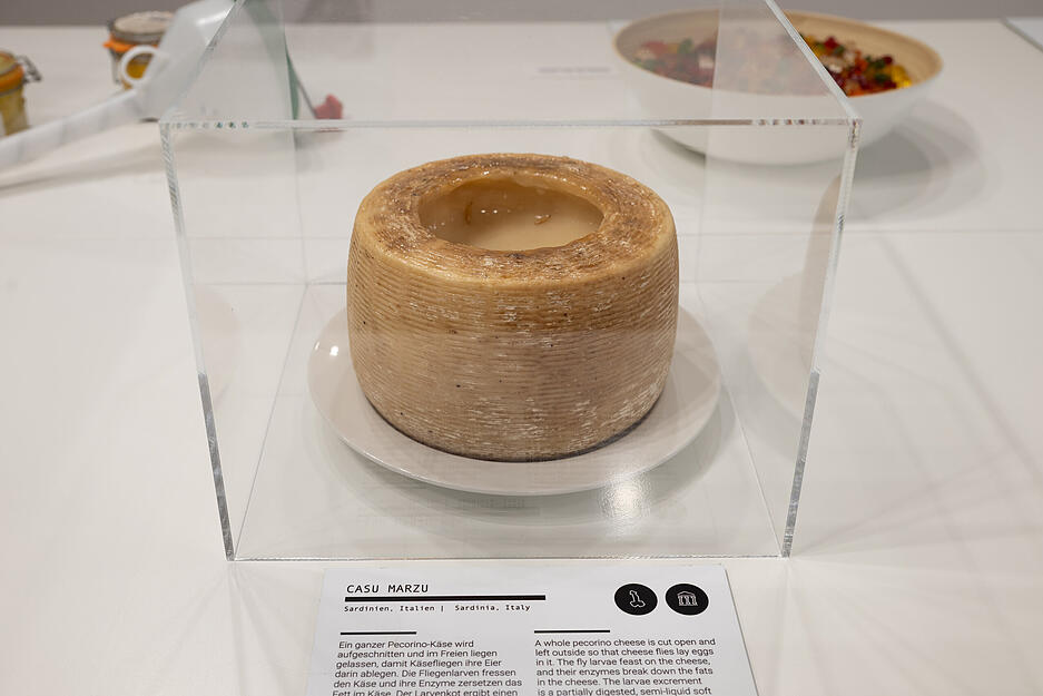 In der Ausstellung des Disgusting Food Museum, die derzeit in Stuttgart gastiert, k&ouml;nnen kuriose Lebensmittel nicht nur angeschaut, sondern auch probiert werden.