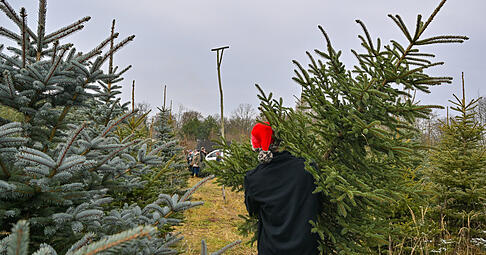 Augen auf bei der Baum-Wahl. In eigenen Tannenbäumen wurden Spuren von Pestiziden gefunden.