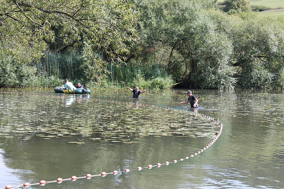 25.08.2015. Die Jungfischer des Fischereivereins Mulfingen versuchen die Jagst am Wehr bei Buchenbach abzufischen, um wenigstens einige Tiere zu retten.