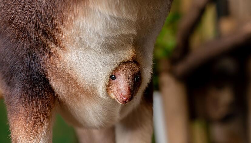 Geboren wurde das Tierchen schon vor einigen Monaten, aus dem Beutel gewagt hat sich das kleine K&auml;nguru jedoch erst jetzt.
