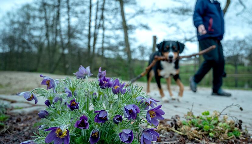 Vorsicht beim Gassigehen: Manche Frühblüher sind für Hunde giftig. Vorsicht beim Gassigehen: Manche Frühblüher sind für Hunde giftig.