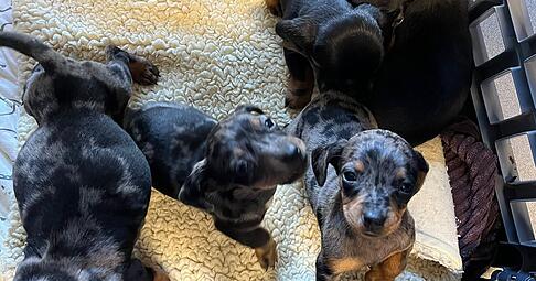 Sechs Hundewelpen sind in &Ouml;hringen ausgesetzt worden.