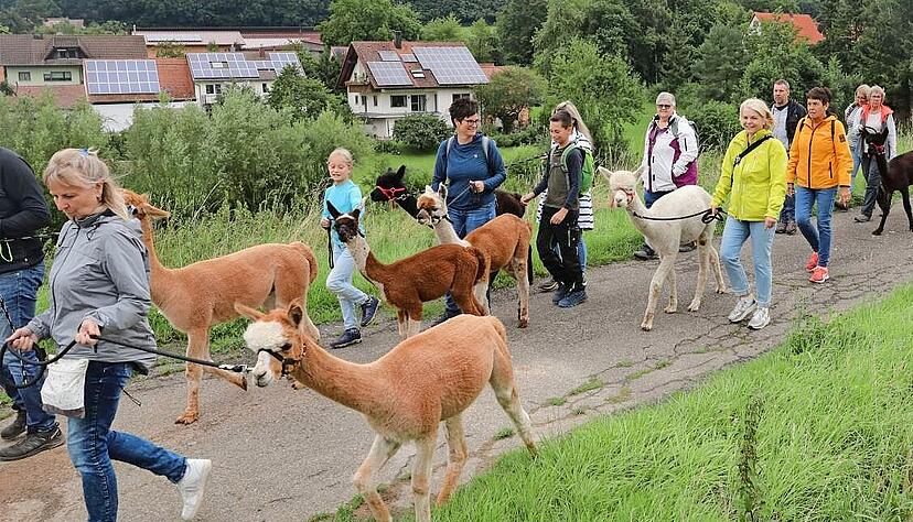 Eine Wanderung mit Alpakas ist eher ein gem&auml;chlicher Spaziergang.