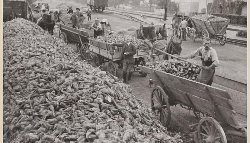 In den fr&uuml;hen Jahren wurde die Zuckerr&uuml;ben noch mit dem Fuhrwerk angeliefert, gezogen von Pferden oder Ochsen.