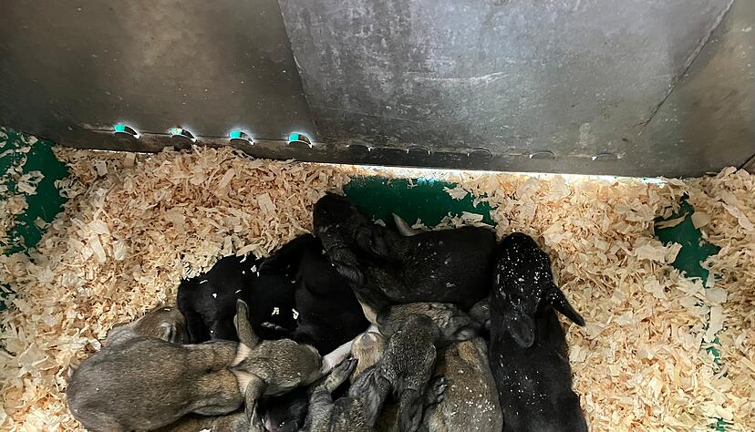 Die kleinen Kaninchen kommen nackt und blind zur Welt. Sie kuscheln sich im Streu eng aneinander. Die Mutter säugt die Kleinen zweimal am Tag. Die Kleinen, aber auch die Heranwachsenden und die Mütter, werden täglich, auch am Wochenende, kontrolliert. Die kleinen Kaninchen kommen nackt und blind zur Welt. Sie kuscheln sich im Streu eng aneinander. Die Mutter säugt die Kleinen zweimal am Tag. Die Kleinen, aber auch die Heranwachsenden und die Mütter, werden täglich, auch am Wochenende, kontrolliert.
