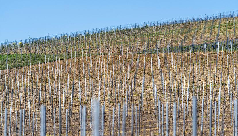 Die gesamte Rebfl&auml;che in Deutschland wird kleiner. (Symbolbild)