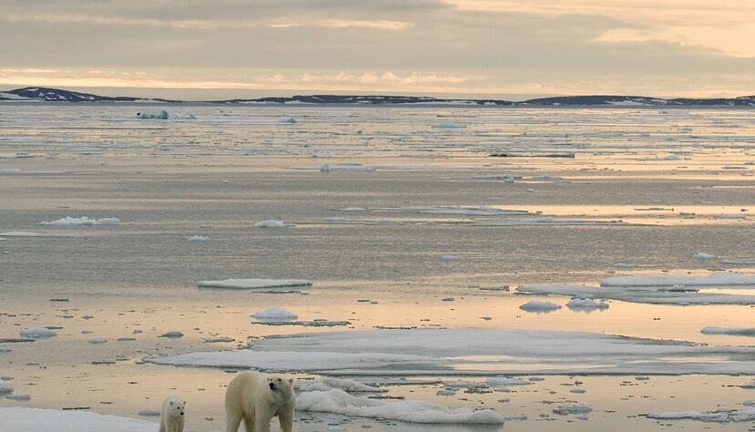 In der Arktis sollen vermehrt Bodenschätze ausgebeutet werden - trifft das auch die Eisbären? In der Arktis sollen vermehrt Bodenschätze ausgebeutet werden - trifft das auch die Eisbären?