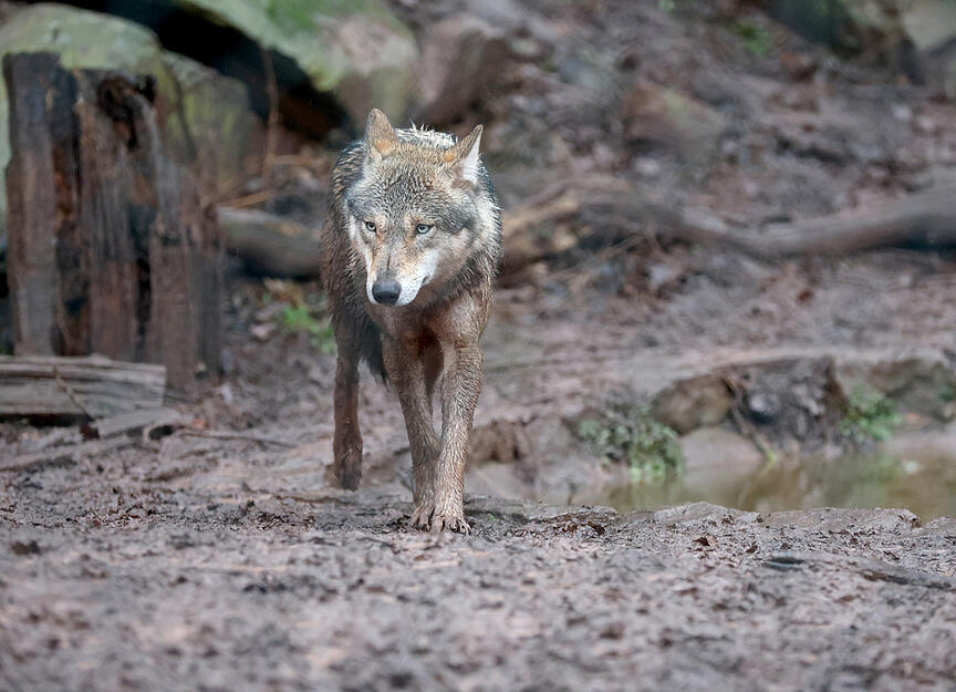 Auch der Wolf ließ sich im Wildparadies-Gehege blicken.