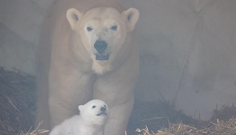 Es ist ein Junge. Es ist ein Junge.