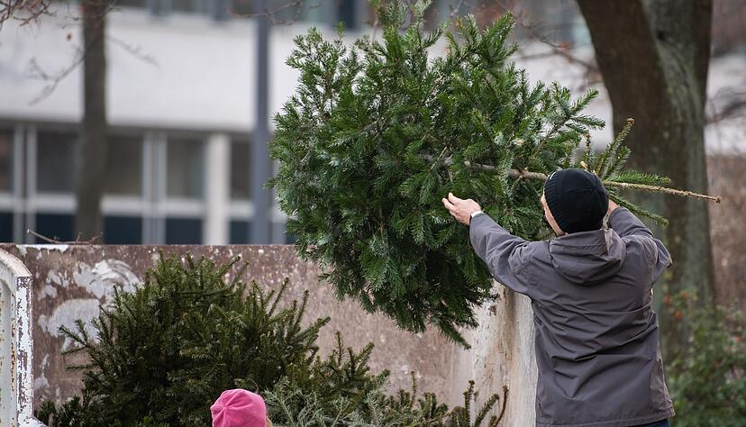 Entsorgen, aber richtig: Am besten informiert man sich auf der Website des örtlichen Abfallentsorgers, wo der Weihnachtsbaum hingehört. Entsorgen, aber richtig: Am besten informiert man sich auf der Website des örtlichen Abfallentsorgers, wo der Weihnachtsbaum hingehört.