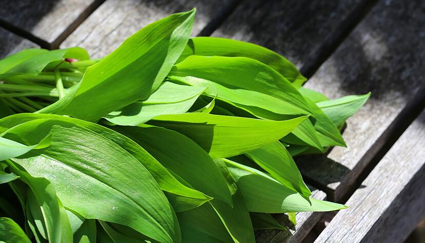 Sicher ist sicher: Wer unsicher ist, sollte auf B&auml;rlauch aus kontrolliertem Anbau zur&uuml;ckgreifen, um das Risiko einer Verwechslung und damit einer Vergiftung zu vermeiden.