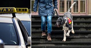 Assistenzhunde müssen laut Personenbeförderungsgesetz von Taxifahrern bis auf wenige Ausnahmen mitgenommen werden.