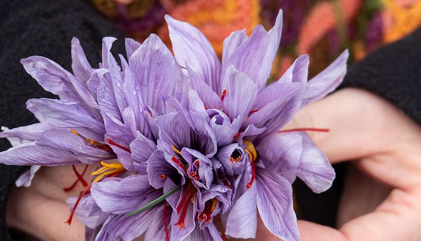 Erntezeit im Altenburger Land: Jeder Safranblüte wird einzeln per Hand gepflückt.