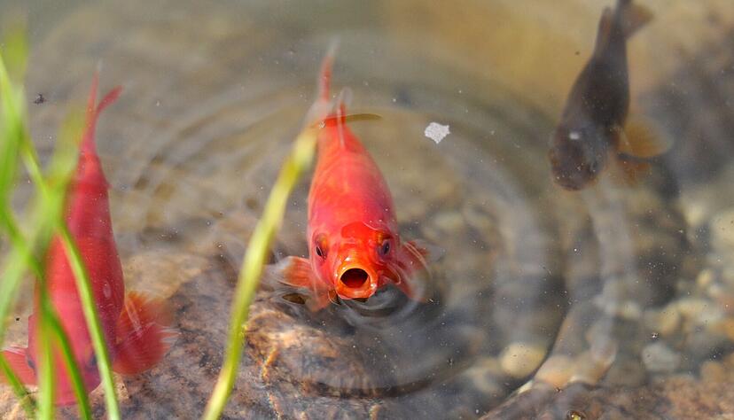 Teichfische werden erst aktiv, wenn das Wasser wärmer ist – kleine Futtermengen sind zum Saisonstart völlig ausreichend. Teichfische werden erst aktiv, wenn das Wasser wärmer ist – kleine Futtermengen sind zum Saisonstart völlig ausreichend.