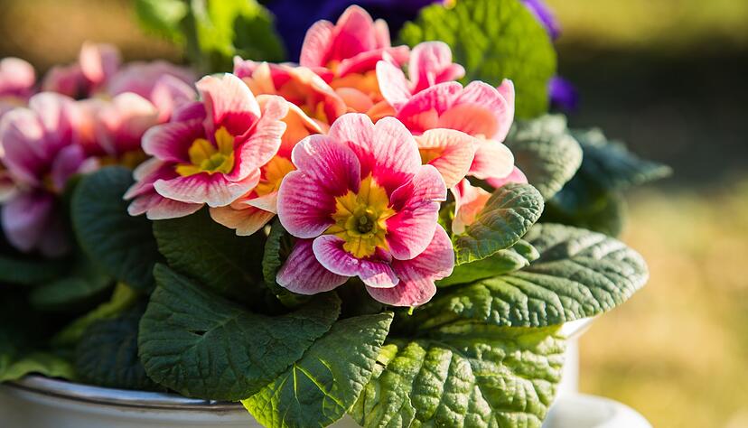 Eine sch&ouml;ne Alternative f&uuml;r ein Blumengeschenk zum Valentinstag sind heimische Fr&uuml;hbl&uuml;her wie beispielsweise Primeln im Topf.