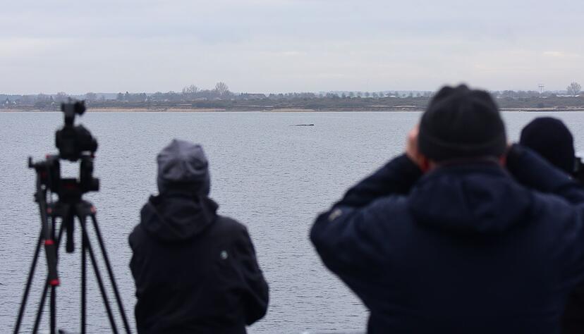 Der Wal lag am Sonntag wenige Hundert Meter vom Festland entfernt.