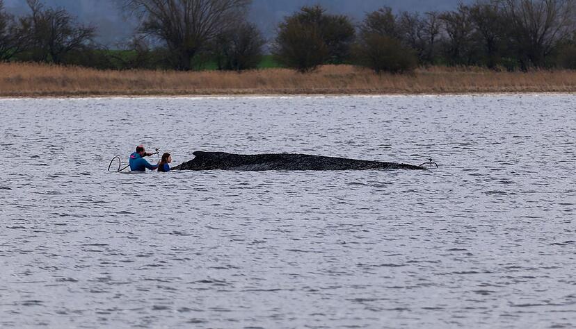 Fachleute hatten die Hilfsaktion laut Umweltministerium empfohlen.