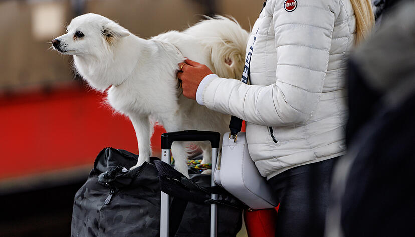 Innerhalb des HNV-Gebiets ist es kostenlos möglich, einen Hund mitzunehmen. Innerhalb des HNV-Gebiets ist es kostenlos möglich, einen Hund mitzunehmen.
