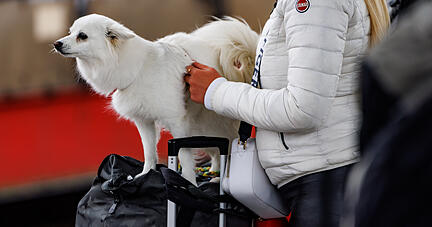 Innerhalb des HNV-Gebiets ist es kostenlos möglich, einen Hund mitzunehmen.