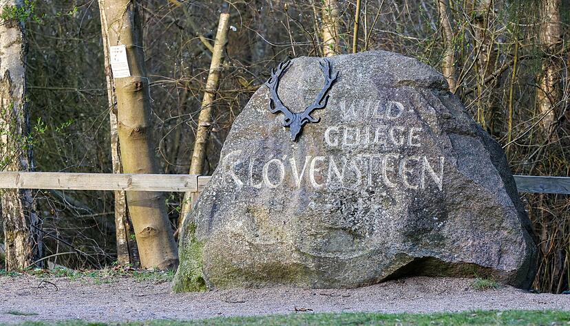 Bis zu seinem Transport nach Niedersachsen war der Wolf im Wildgehege Kl&ouml;vensteen untergebracht und tiermedizinisch versorgt worden.