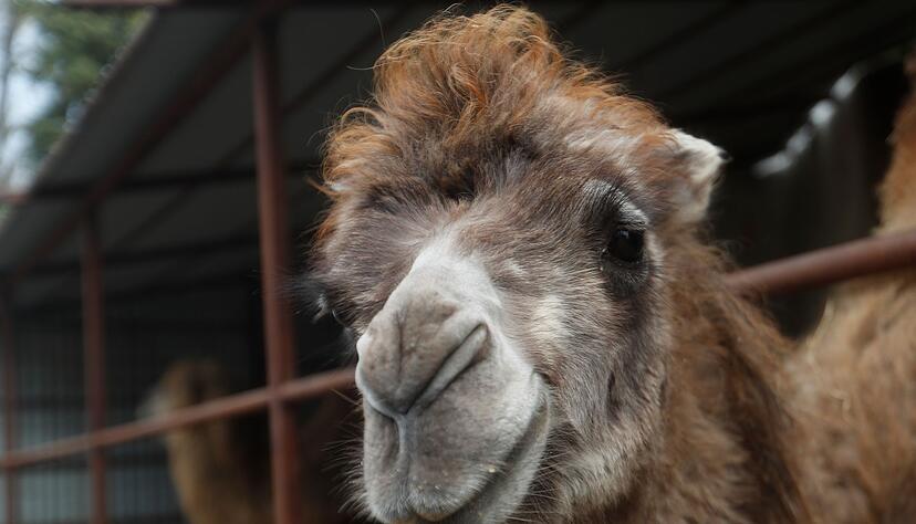 Ein Kamel ist auf einer Bundesstraße angefahren worden. (Symbolbild) Ein Kamel ist auf einer Bundesstraße angefahren worden. (Symbolbild)