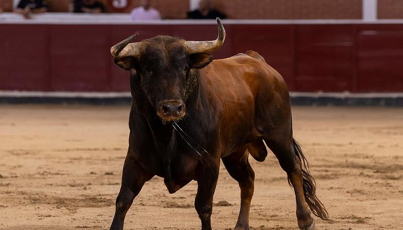 Bei den "Corridas" kommt es immer wieder zu Zwischenf&auml;llen. (Archivbild)