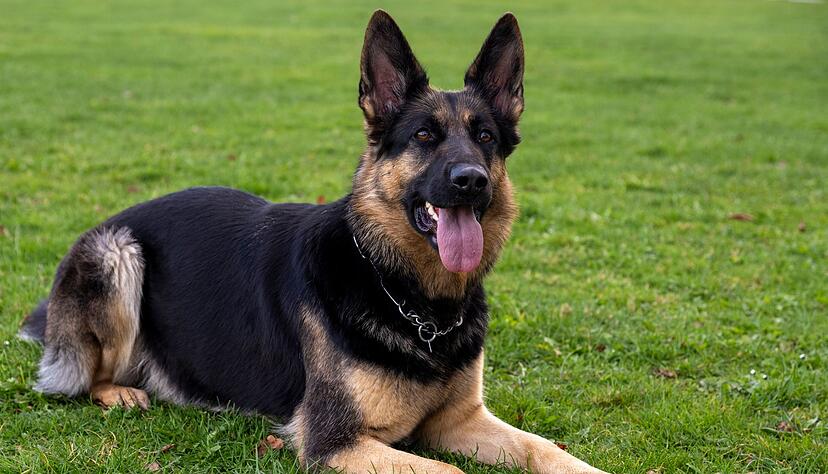 Ein Sch&auml;ferhund hat einen Jungen attackiert. (Symbolbild)