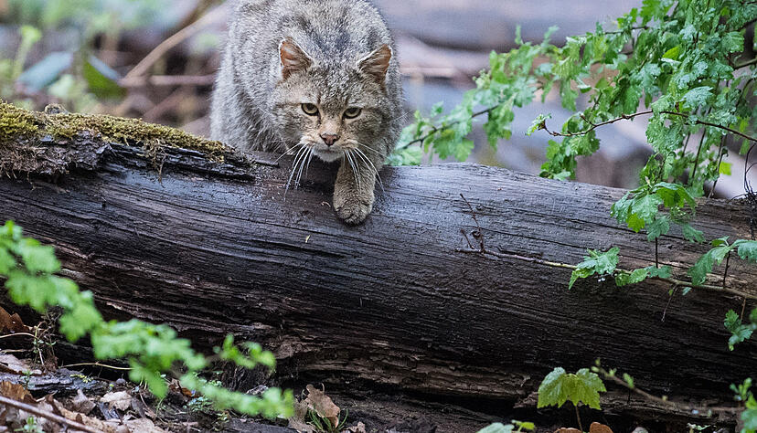 Bei einer abendlichen Führung erleben Besucher das Wildparadies mal von einer ganz anderen Seite als gewohnt. Bei einer abendlichen Führung erleben Besucher das Wildparadies mal von einer ganz anderen Seite als gewohnt.