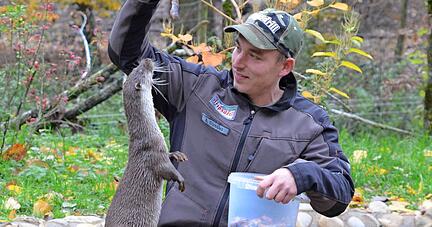 Ursula ist die Zutraulichere der beiden Fischotter, die seit November 2018 im Wildparadies leben. Sie wagt sich bei der F&uuml;tterung n&auml;her an Tierpfleger Benedict Stirblies. Ein Kilo Fleisch oder Fisch frisst ein Otter pro Tag.
Foto: Stefanie Pf&auml;ffle