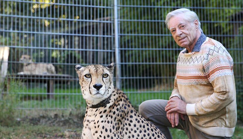 Im Jahr 1968 lebte zum ersten Mal ein Gepard bei Hans-Peter Gaupp. Derzeit sind es im Garten seines Hotels sogar zwei &minus; Jamboo und Bungee. Foto: Andreas Veigel