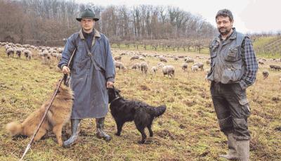 Schäfer und Besitzer Gerhard Steinle (rechts) und sein Angestellter Sebastian Schulz (links) mit den grasenden Schafen.Foto: Tanja Capuana Schäfer und Besitzer Gerhard Steinle (rechts) und sein Angestellter Sebastian Schulz (links) mit den grasenden Schafen.Foto: Tanja Capuana