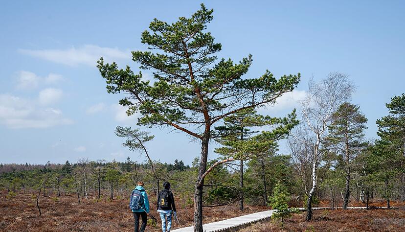 Zwei Frauen gehen auf dem Naturlehrpfad durchs Schwarze Moor in der Rhön. Nach zwei Corona-Jahren erwartet die Deutsche Zentrale für Tourismus wieder deutlich mehr Gäste. Zwei Frauen gehen auf dem Naturlehrpfad durchs Schwarze Moor in der Rhön. Nach zwei Corona-Jahren erwartet die Deutsche Zentrale für Tourismus wieder deutlich mehr Gäste.