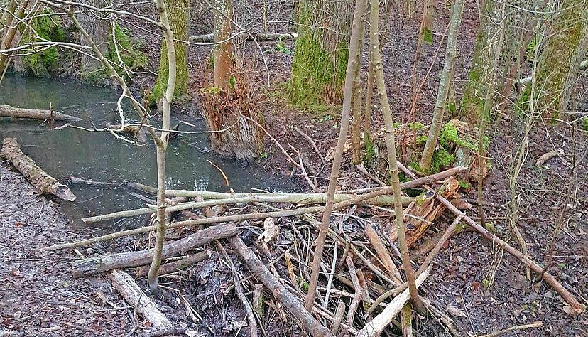 Biber haben im Naturschutzgebiet K&ouml;pfertal in Heilbronn einen Staudamm gebaut. Das Foto stammt von Dezember 2025.