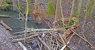 Biber haben im Naturschutzgebiet K&ouml;pfertal in Heilbronn einen Staudamm gebaut. Das Foto stammt von Dezember 2025.