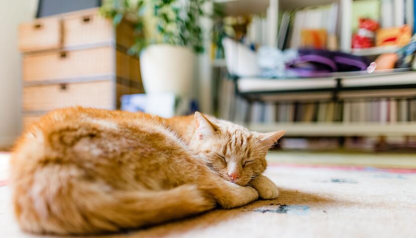 Alt, aber noch längst nicht fertig: Ab dem Alter von zwölf Jahren gelten Katzen in der Regel als Senioren. Alt, aber noch längst nicht fertig: Ab dem Alter von zwölf Jahren gelten Katzen in der Regel als Senioren.